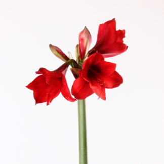 White Amaryllis  