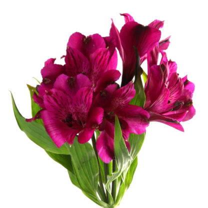 Hot Pink Alstroemeria - Kittelberger Wholesale Florist - Webster ...