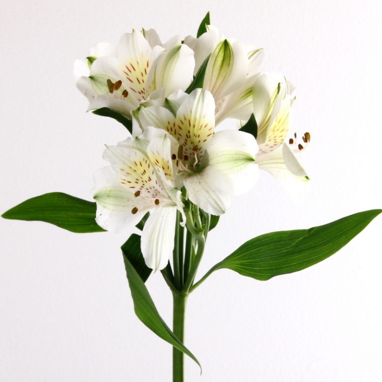 White Alstroemeria - Kittelberger Wholesale Florist - Webster & Rochester