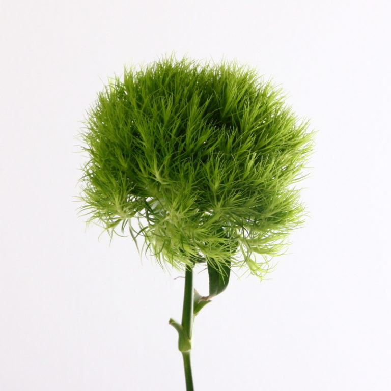 Green Trick Dianthus - Kittelberger Wholesale Florist - Webster & Rochester