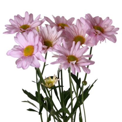 Lavender Daisy- South American  