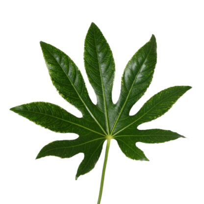 Fatsia  