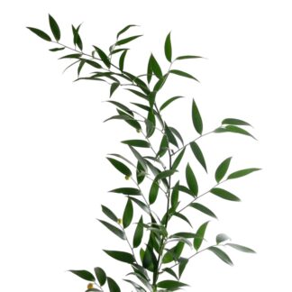 Israeli Ruscus  