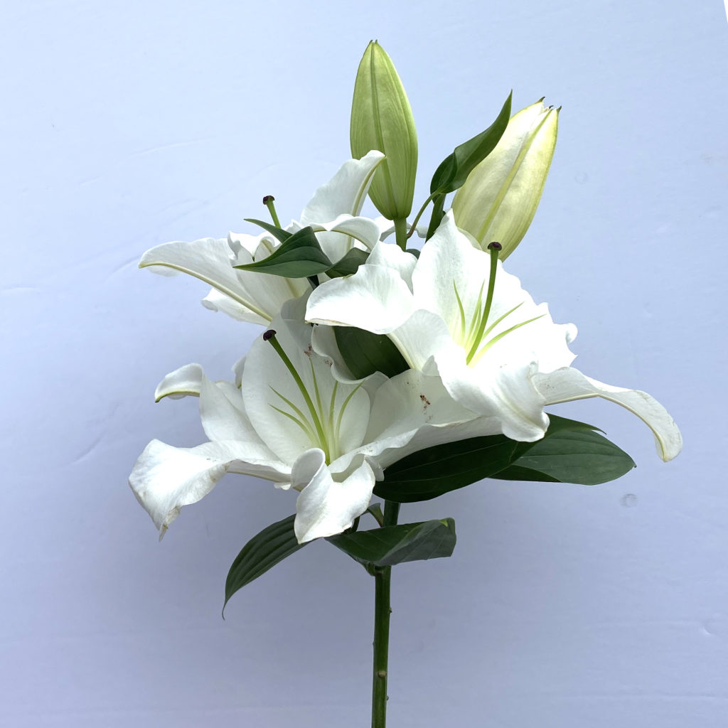 White Lily - Kittelberger Wholesale Florist - Webster & Rochester