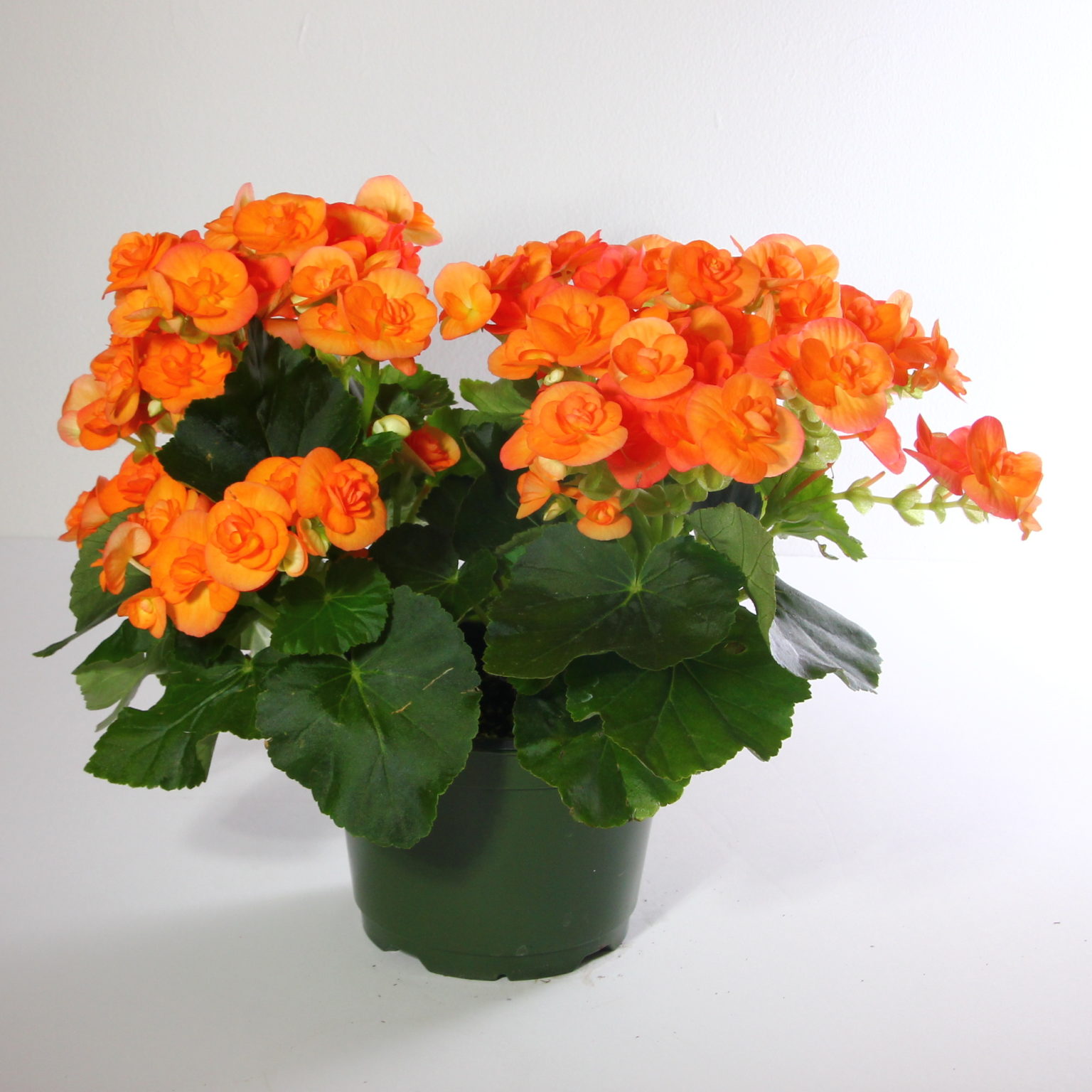 Orange Begonia Plant 4 Kittelberger Wholesale Florist Webster And Rochester