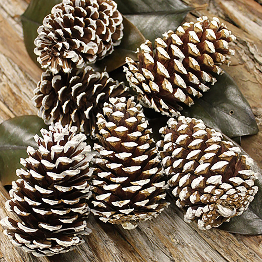 Medium White Tipped Pine Cone - Kittelberger Wholesale Florist ...